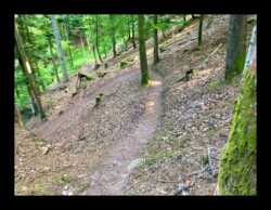 Dabo - Sentier qui descend après Herrenfels Dabo - Sentier qui descend après Herrenfels