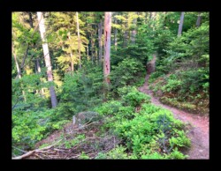 Dabo - Sentier qui descend de Herrenfels Dabo - Sentier qui descend de Herrenfels