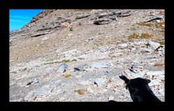 Mortice-Bella observe les chamois Mortice-Chamois