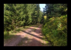 route forestière de Nollenbourg