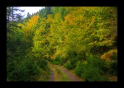 chemin forestier dans la vallée de la Sayotte