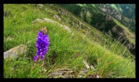 Bendola2024-Fleur des montagnes