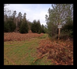 Sentier vers Hunerstkopf- 26 janvier 2025