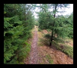Sentier vers Hunerstkopf- 26 janvier 2025