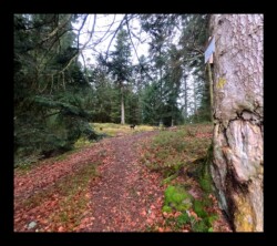 Hunerstkopf- 26 janvier 2025