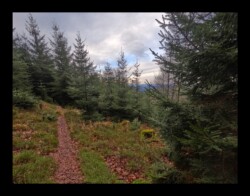 Sentier vers Hunerstkopf- 26 janvier 2025
