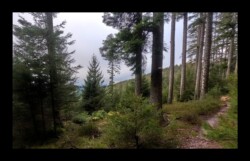 Sentier vers le Melkplatz - 26 janvier 2025