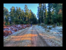 Dans la forêt d'Altdorf- 2 février 2025