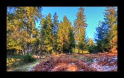 Dans la forêt d'Altdorf- 2 février 2025