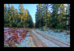 Dans la forêt d'Altdorf- 2 février 2025
