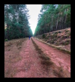 Piste recoupant le sentier du Staufthal- 2 février 2025