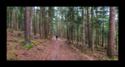 Sentier vers la Croix du Loup