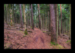 Sentier vers la Croix du Loup