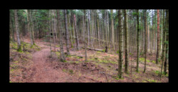 Sentier vers la Croix du Loup