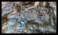 Bendola. Couleuvre dans l'eau.