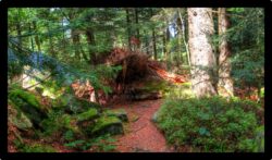 Tas de branchages pour empêcher les randonneurs d'emprunter le sentier...