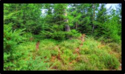 Vers le Narion depuis le col