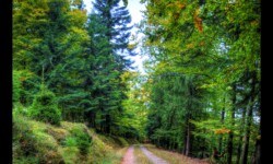 Route forestière du Melkplatz