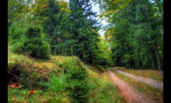 Route forestière du Melkplatz