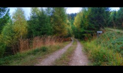 Route forestière des Roches