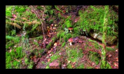 champignon au bord de la route forestière des Roches