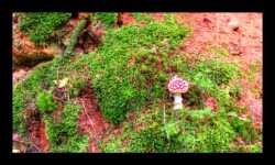 champignon au bord de la route forestière des Roches