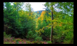 Vue sur l'Eichelkopf depuis la route forestière des Roches