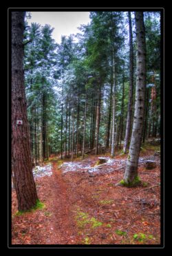 Sentier descendant vers le Canceley