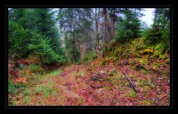 Début de la montée vers Altdorf