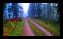 Piste au milieu de la forêt d'Altdorf