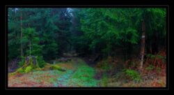 Passage entre les sapins, vers l'Hauenthal