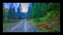 Route forestière de Langscheiss