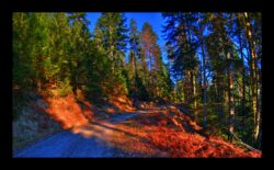 Route forestière Delade