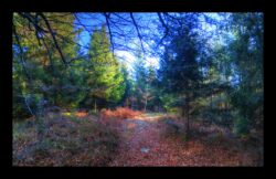 GR5 vers la Croix Simon