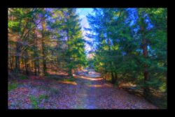 GR5 vers la Croix Simon