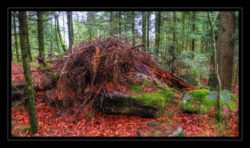 Tas de branches destiné à empêcher les randonneurs d'emprunter le sentier du Grossmann