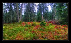 Sentier vers le sommet du Grossmann