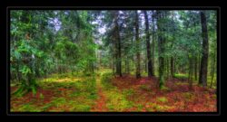 Sentier vers le sommet du Grossmann