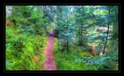 Sentier le long de la Zorn jaune