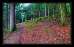 Sentier de Beimbach vers le cimetière gallo-romain