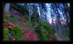Sentier descendant à Enteneck