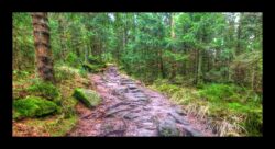 Montée du petit Donon