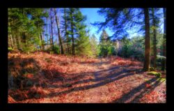 Entre le Parc aux Bœufs et Hunerstkopf