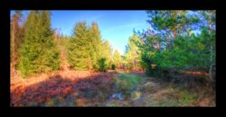 Entre le Parc aux Bœufs et Hunerstkopf