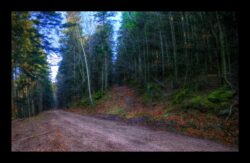 La route forestière de Staufthal