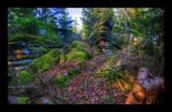 Montée vers le sommet du Pirronsberg