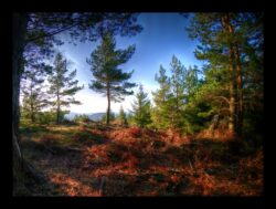 En haut du Pirronsberg