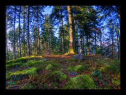 En haut du Pirronsberg