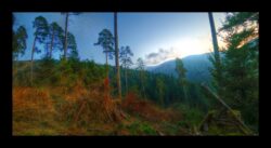 Sur la route forestière des Pins, retour à Petersmuehl