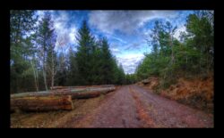 Route forestière en haut du vallon du Melkthal